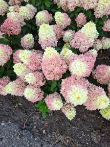 Picture of Hydrangea